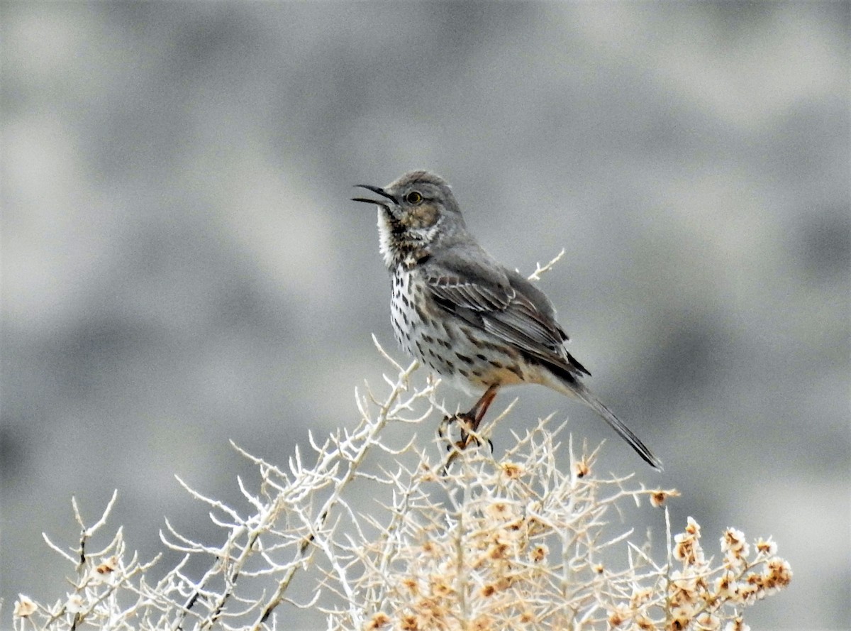 Sage Thrasher - ML151049781