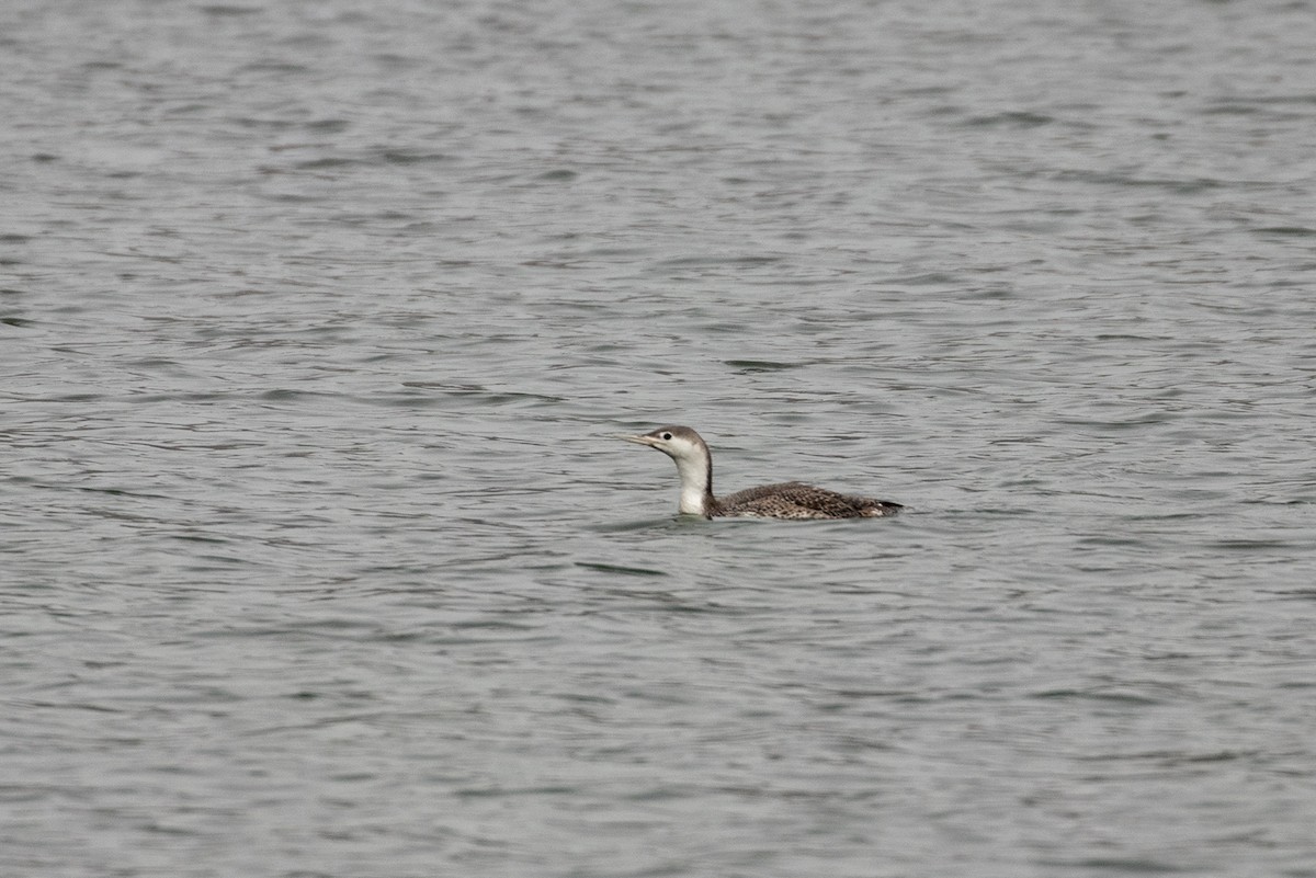Red-throated Loon - ML151049791