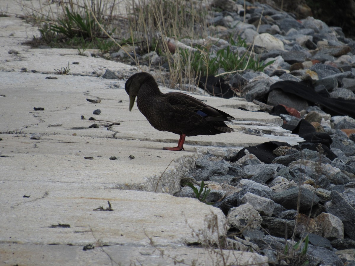 American Black Duck - ML151049881