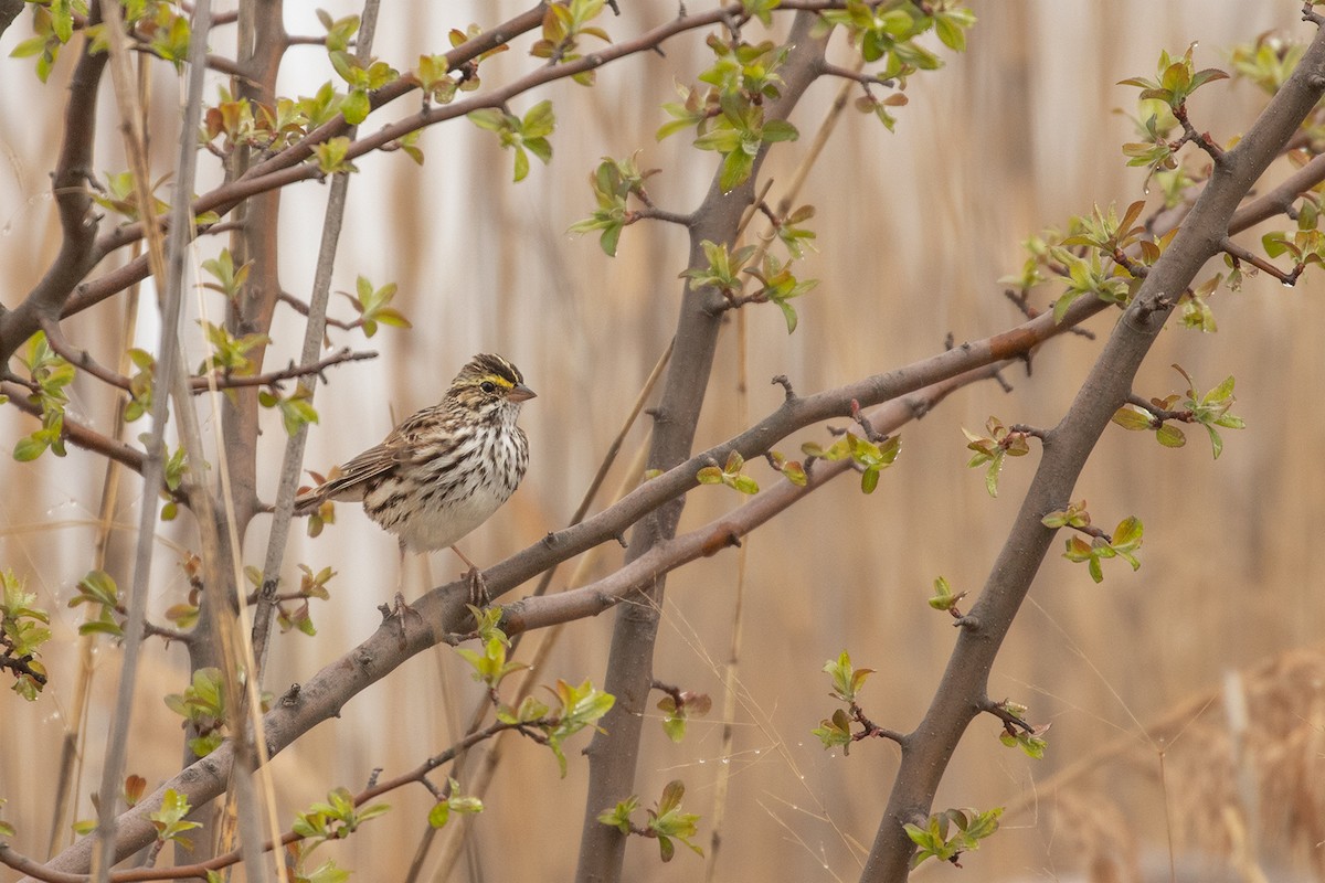 Savannah Sparrow - ML151050711