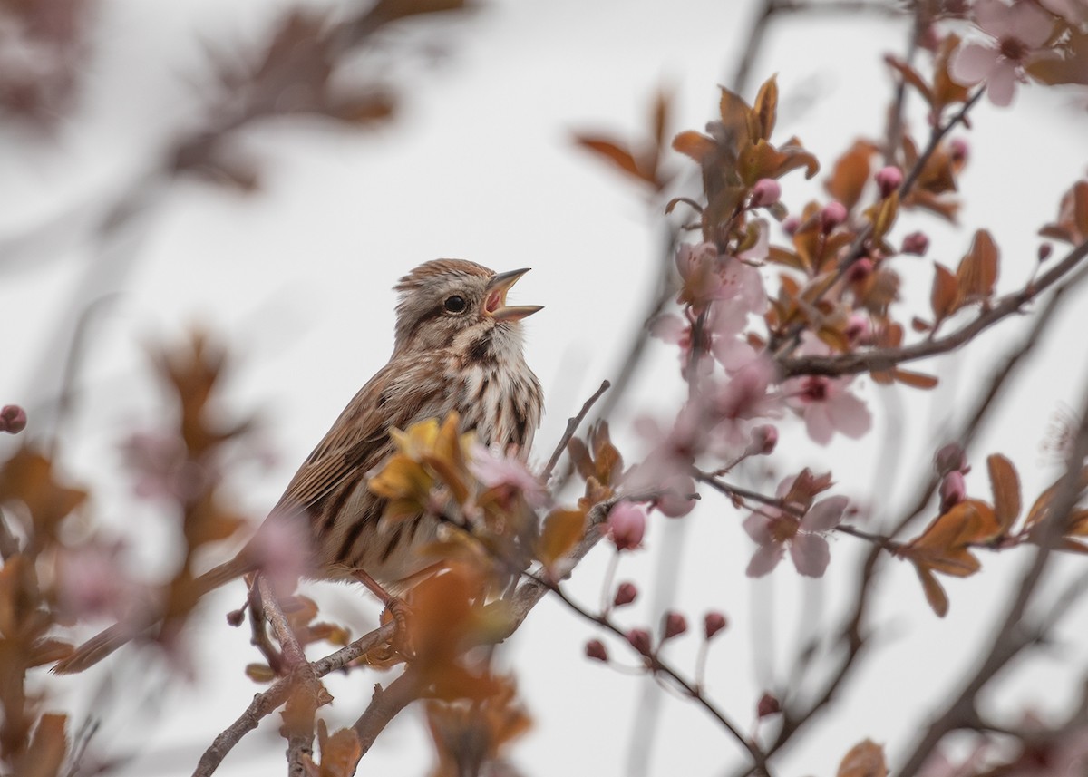 Song Sparrow - ML151050811