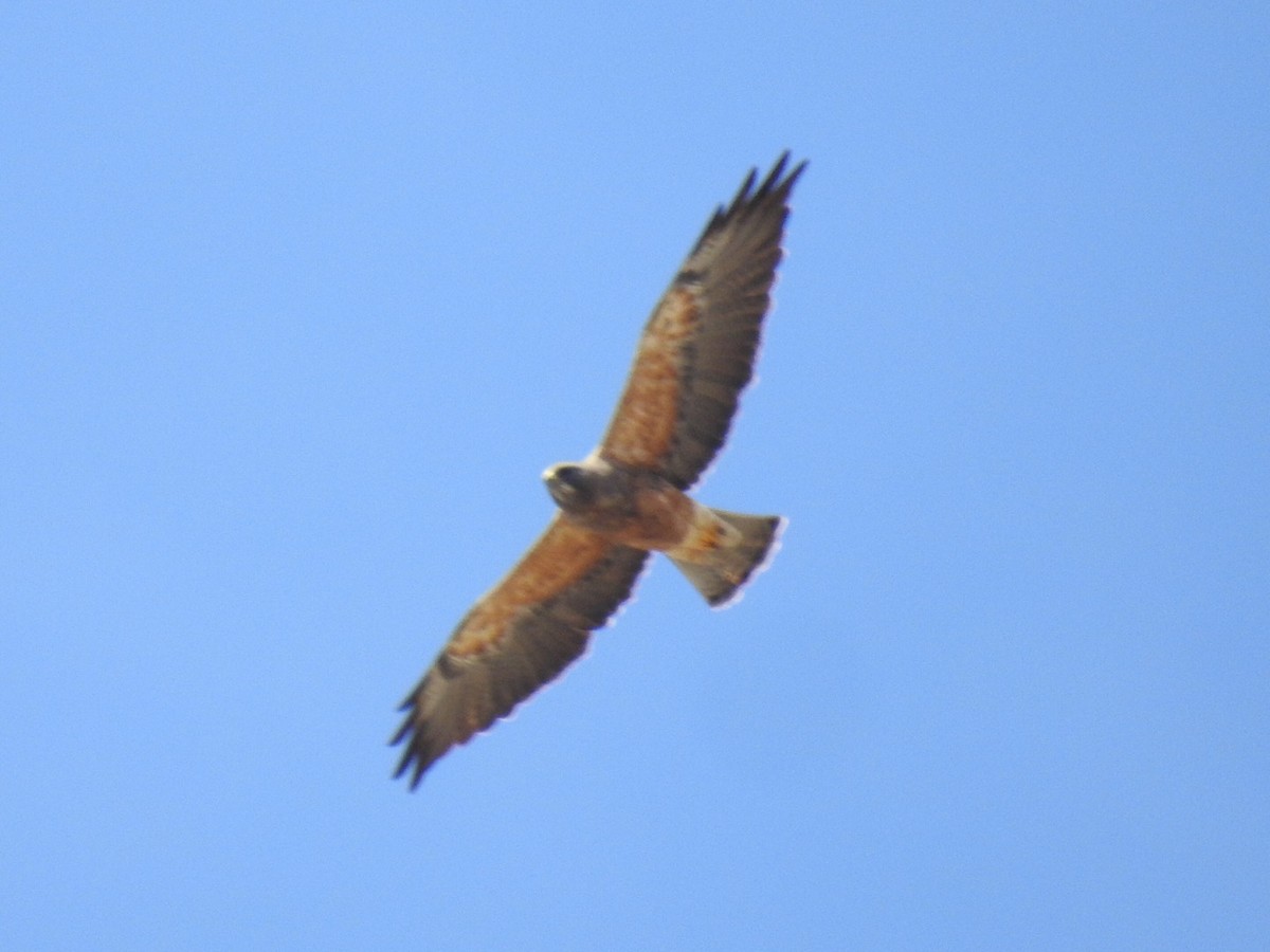 Swainson's Hawk - ML151050991