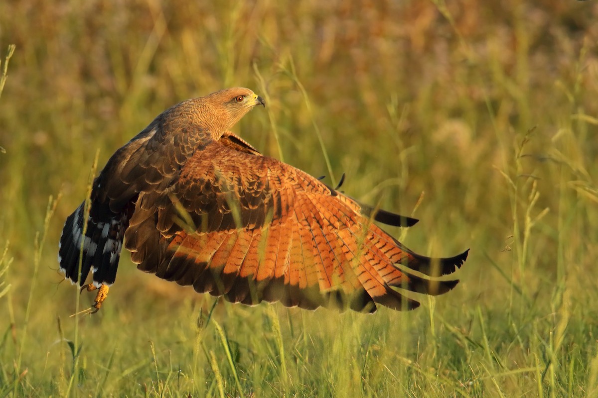 Savannenbussard - ML151051211