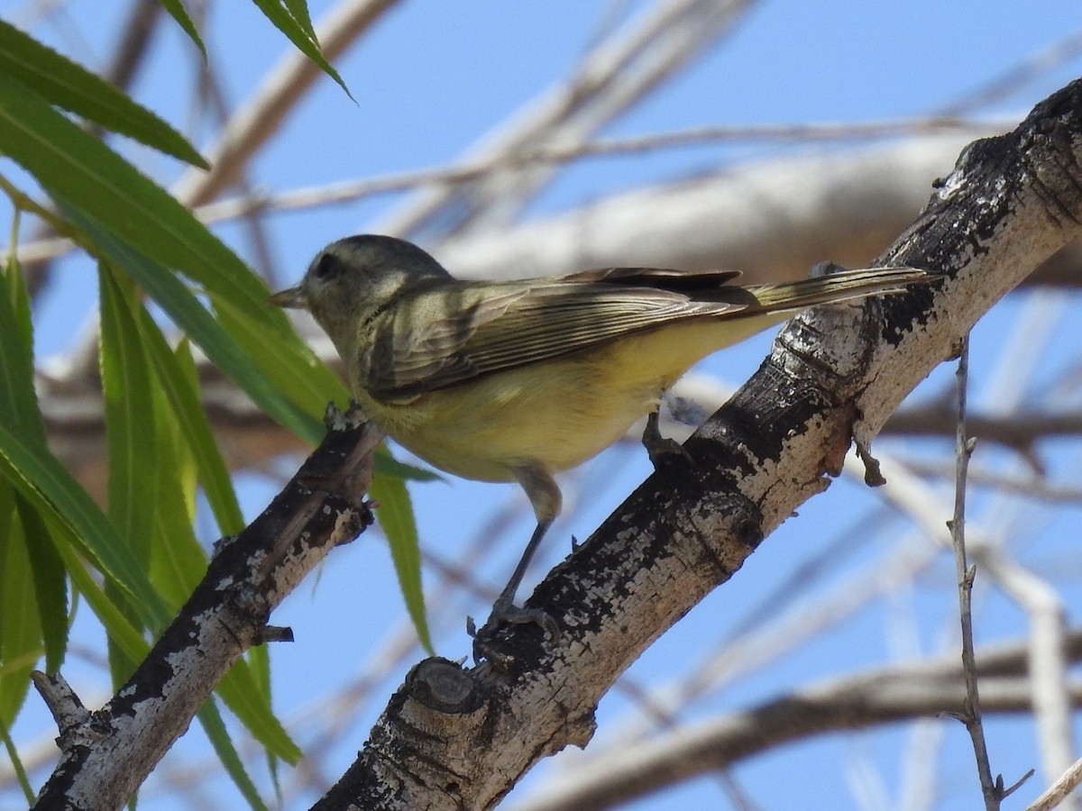 Warbling Vireo - ML151051241
