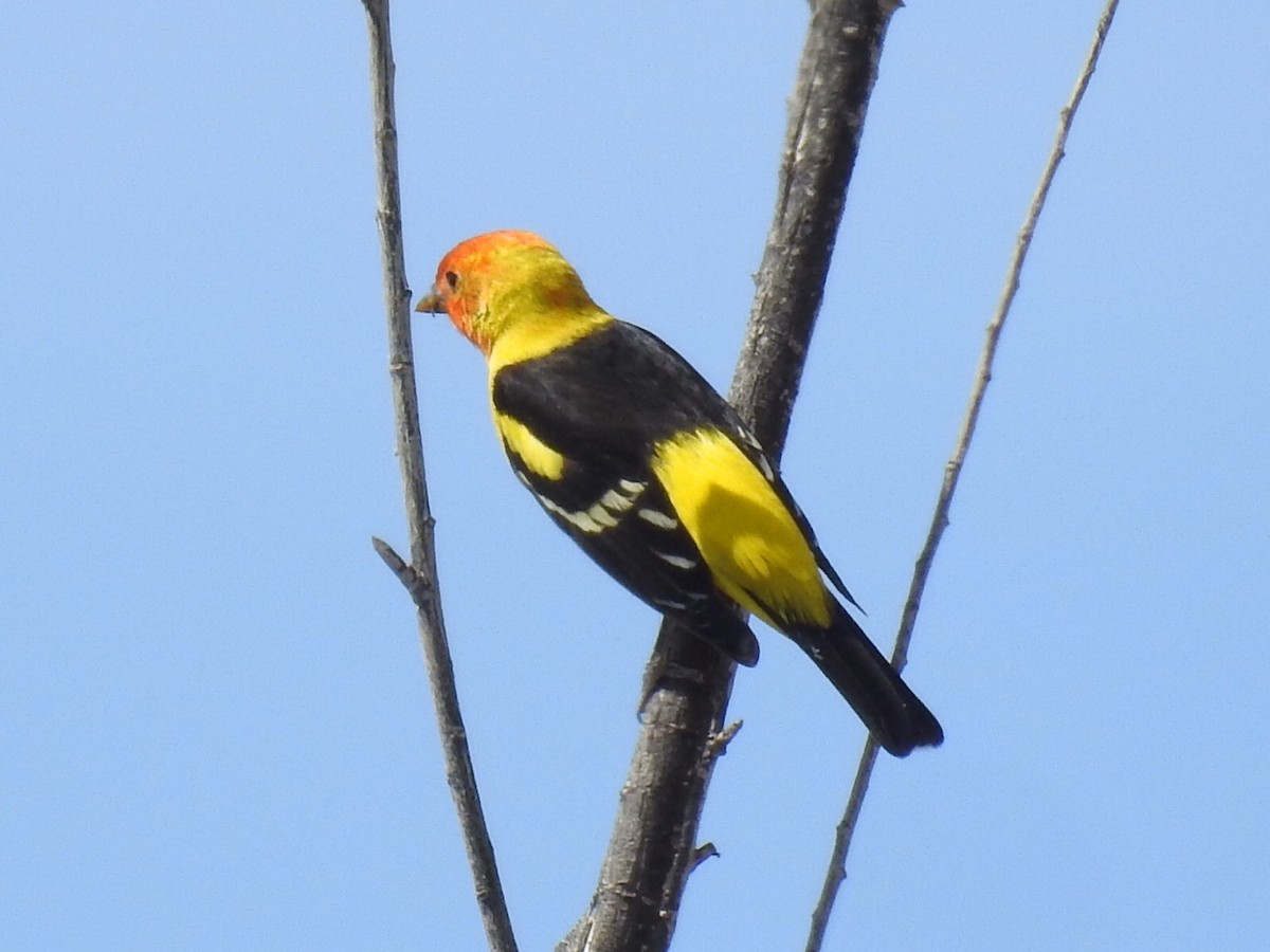 Western Tanager - ML151051521