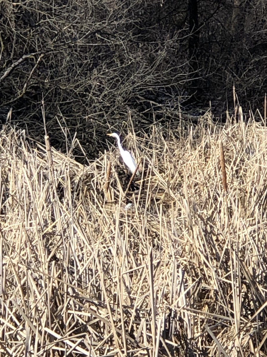 Great Egret - ML151053371