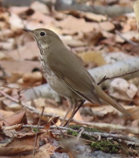 Hermit Thrush - ML151053481