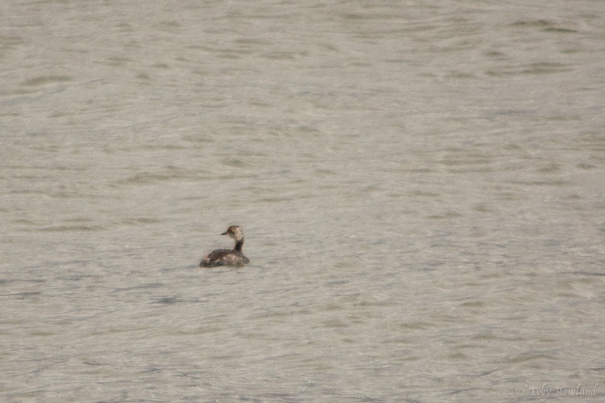 Horned Grebe - ML151054731