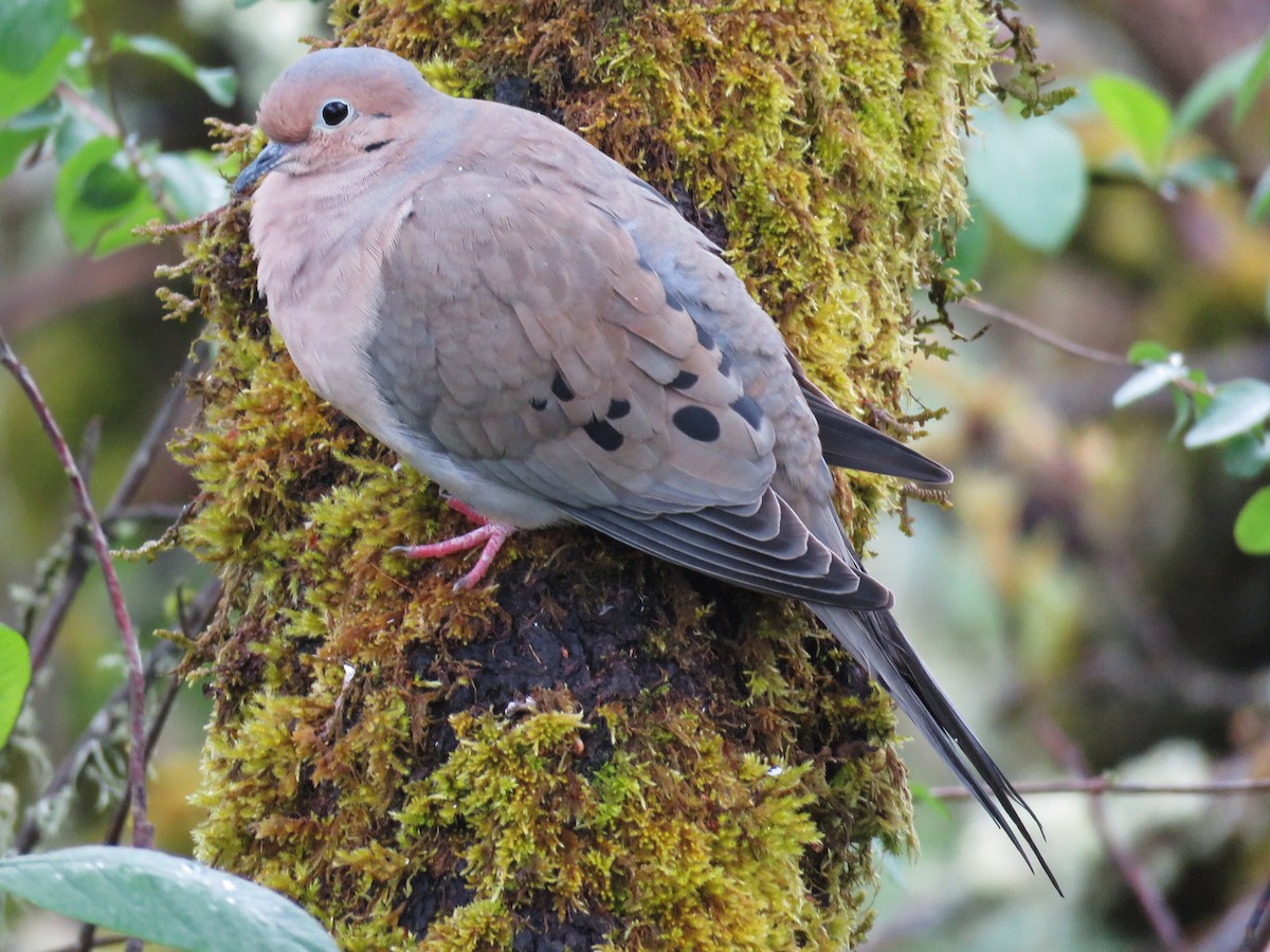 Mourning Dove - ML151055021