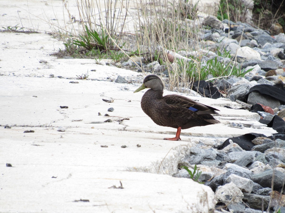 American Black Duck - ML151056081
