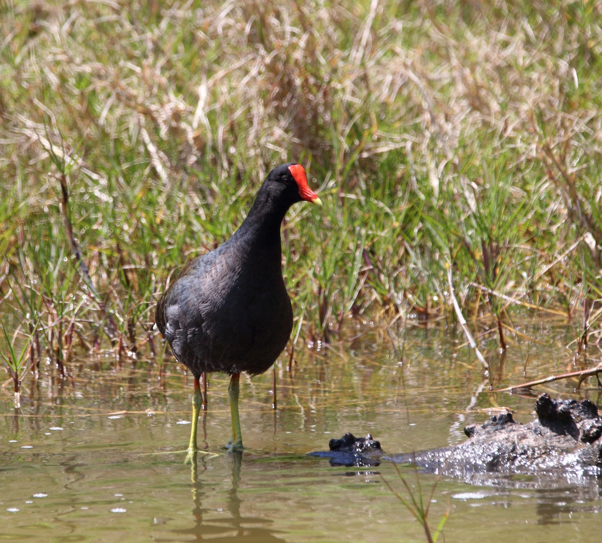Gallinule d'Amérique - ML151056531