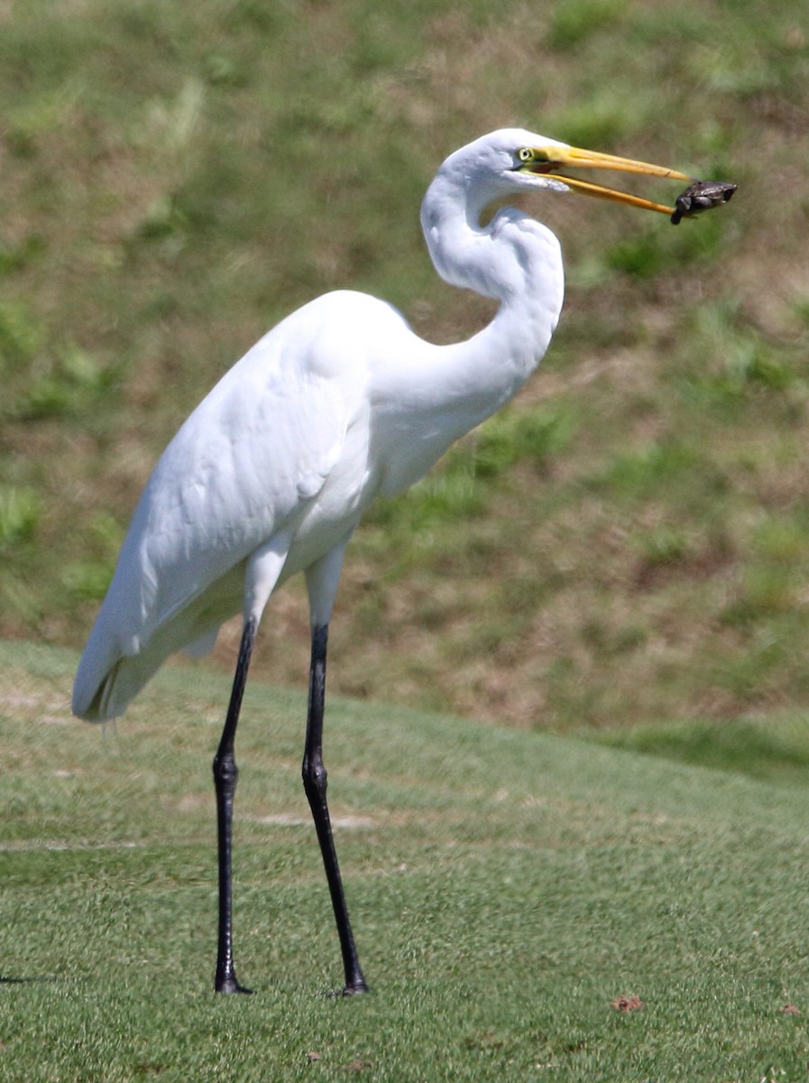 Grande Aigrette - ML151056781