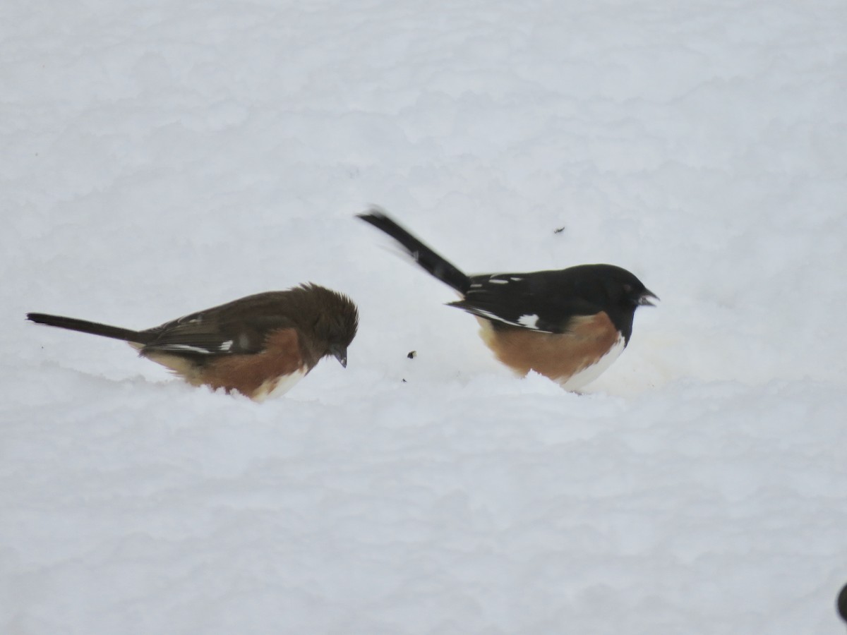 Eastern Towhee - ML151057201