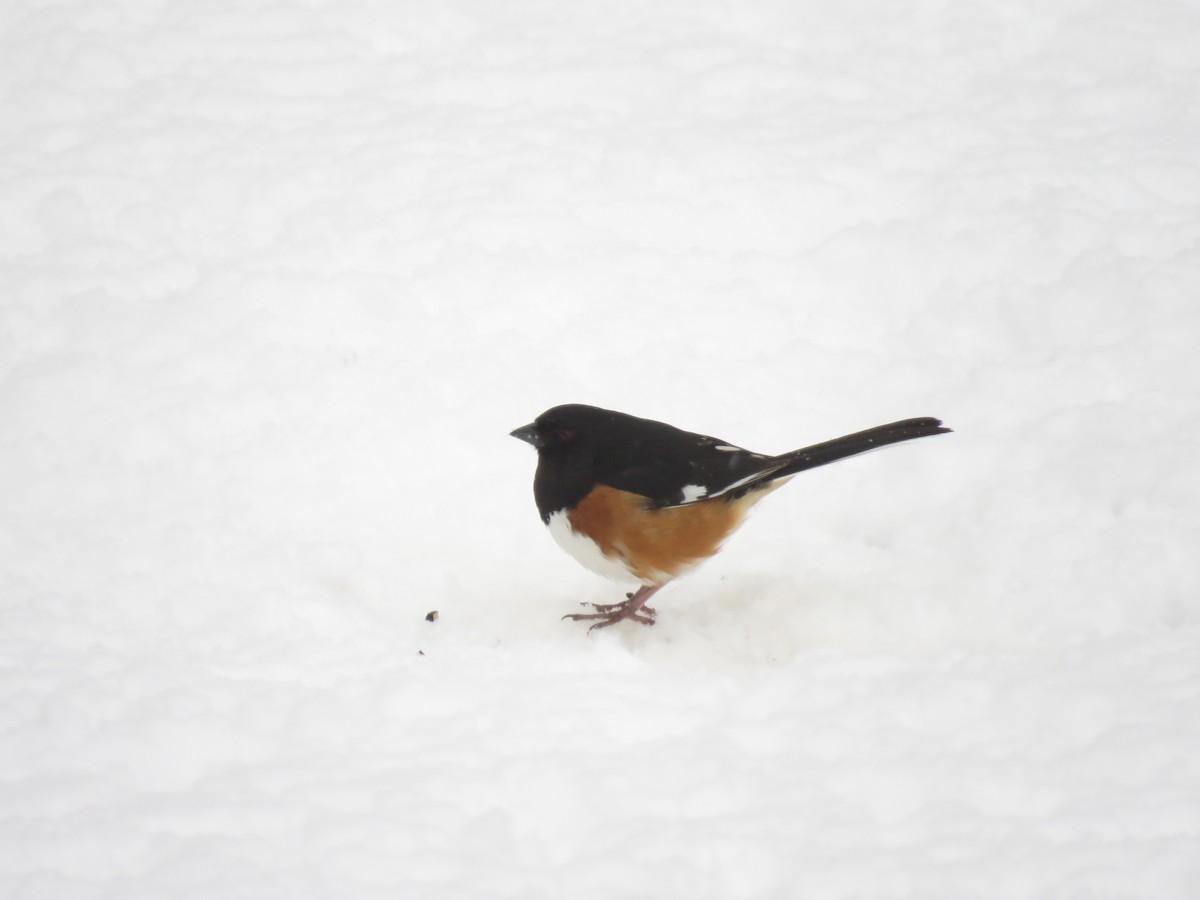 Eastern Towhee - ML151057221