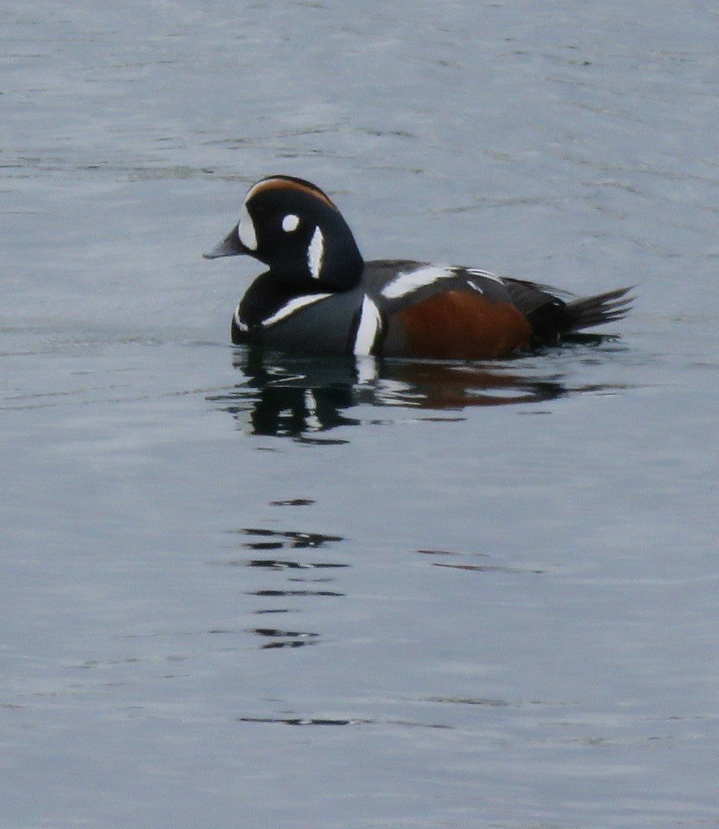 Harlequin Duck - ML151057321