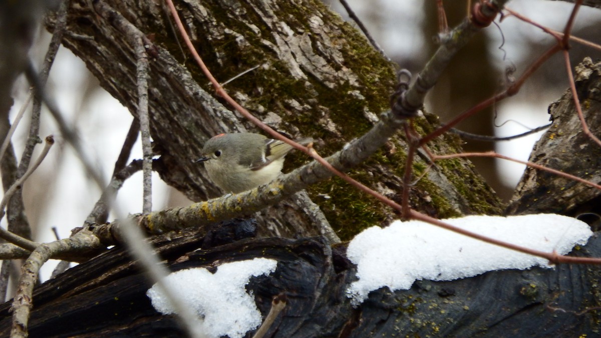 Ruby-crowned Kinglet - Aaron Ludwig