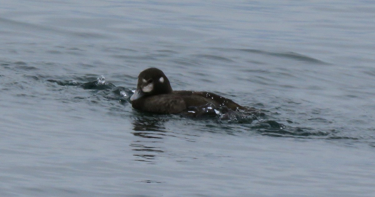 Harlequin Duck - ML151057401