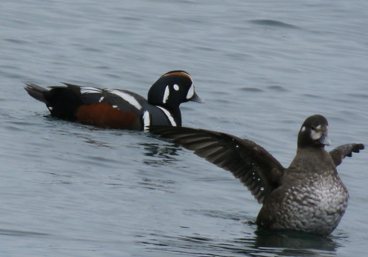 Harlequin Duck - ML151057471