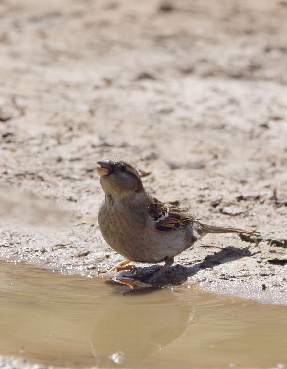 Moineau domestique - ML151057551
