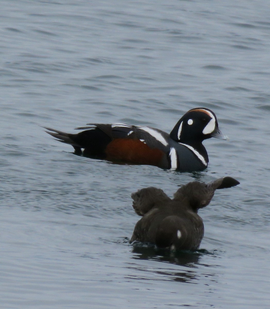 Harlequin Duck - ML151057591