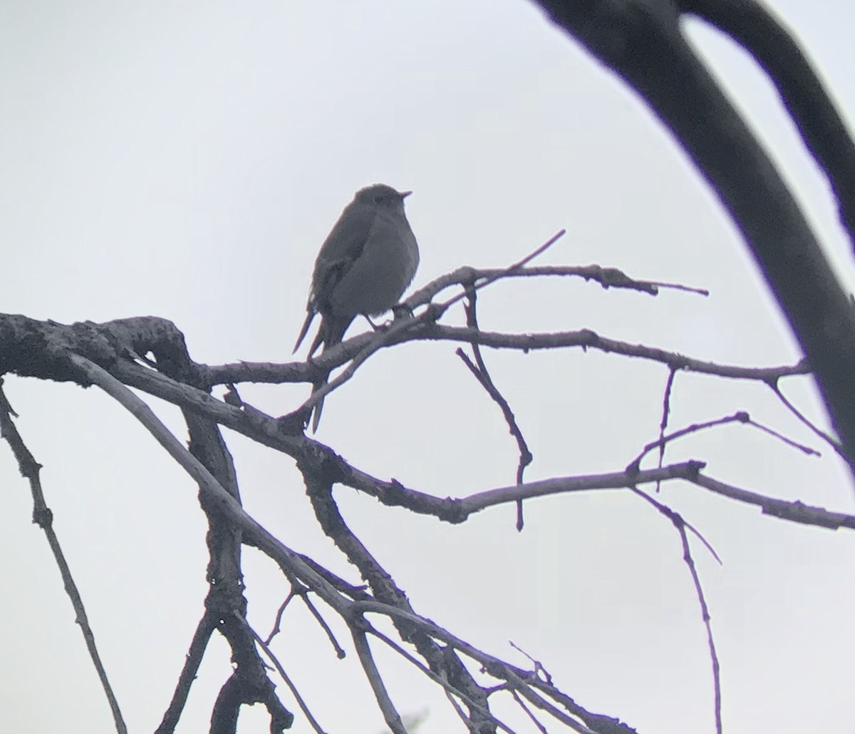 Townsend's Solitaire - ML151057651