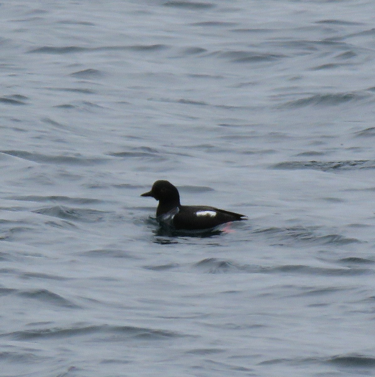 Pigeon Guillemot - Carolyn Roeber