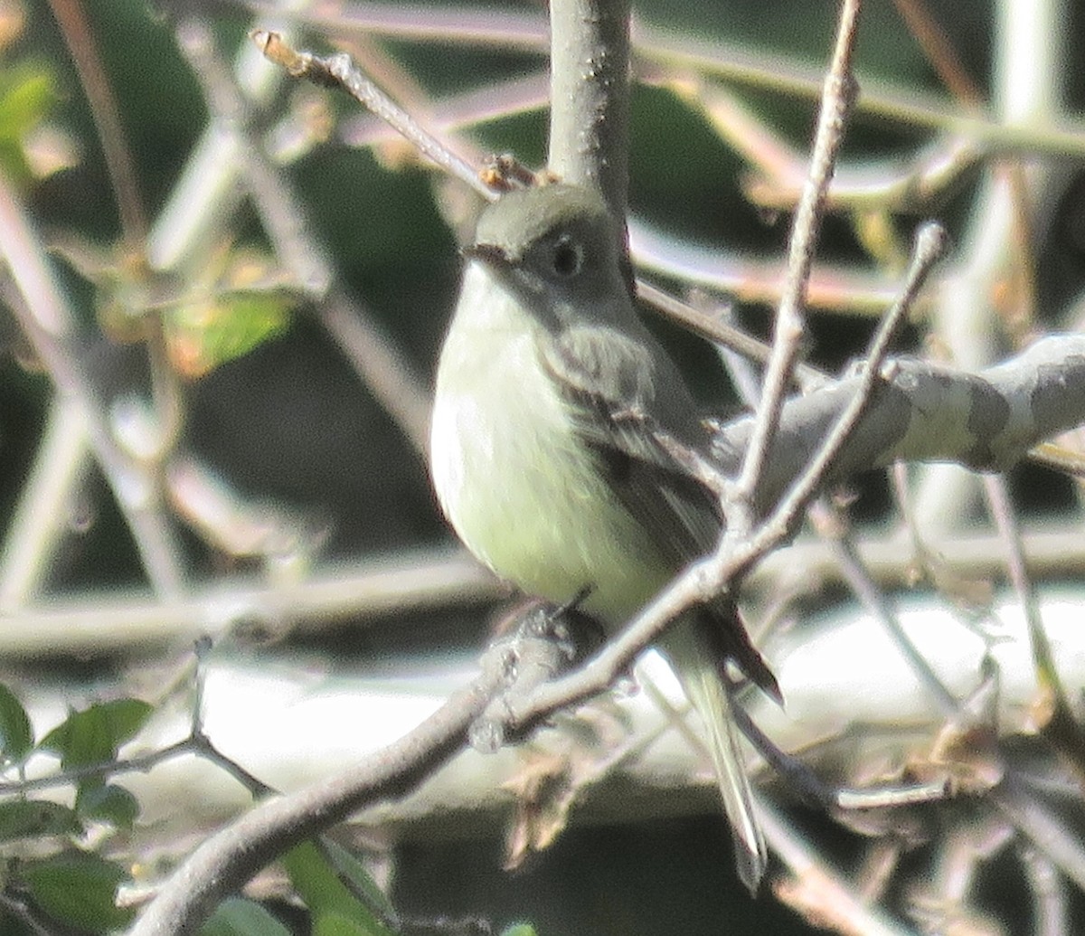 Hammond's Flycatcher - ML151058051