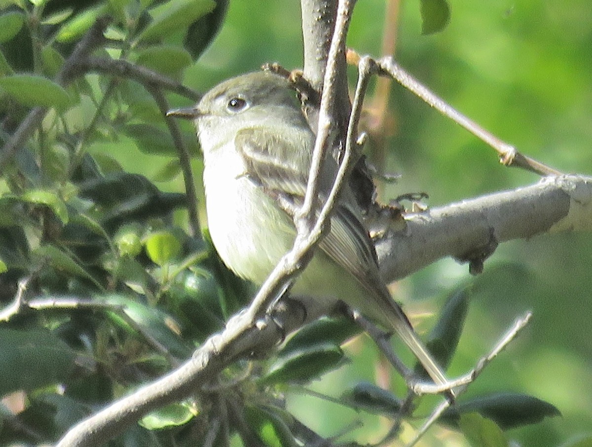 Hammond's Flycatcher - ML151058061