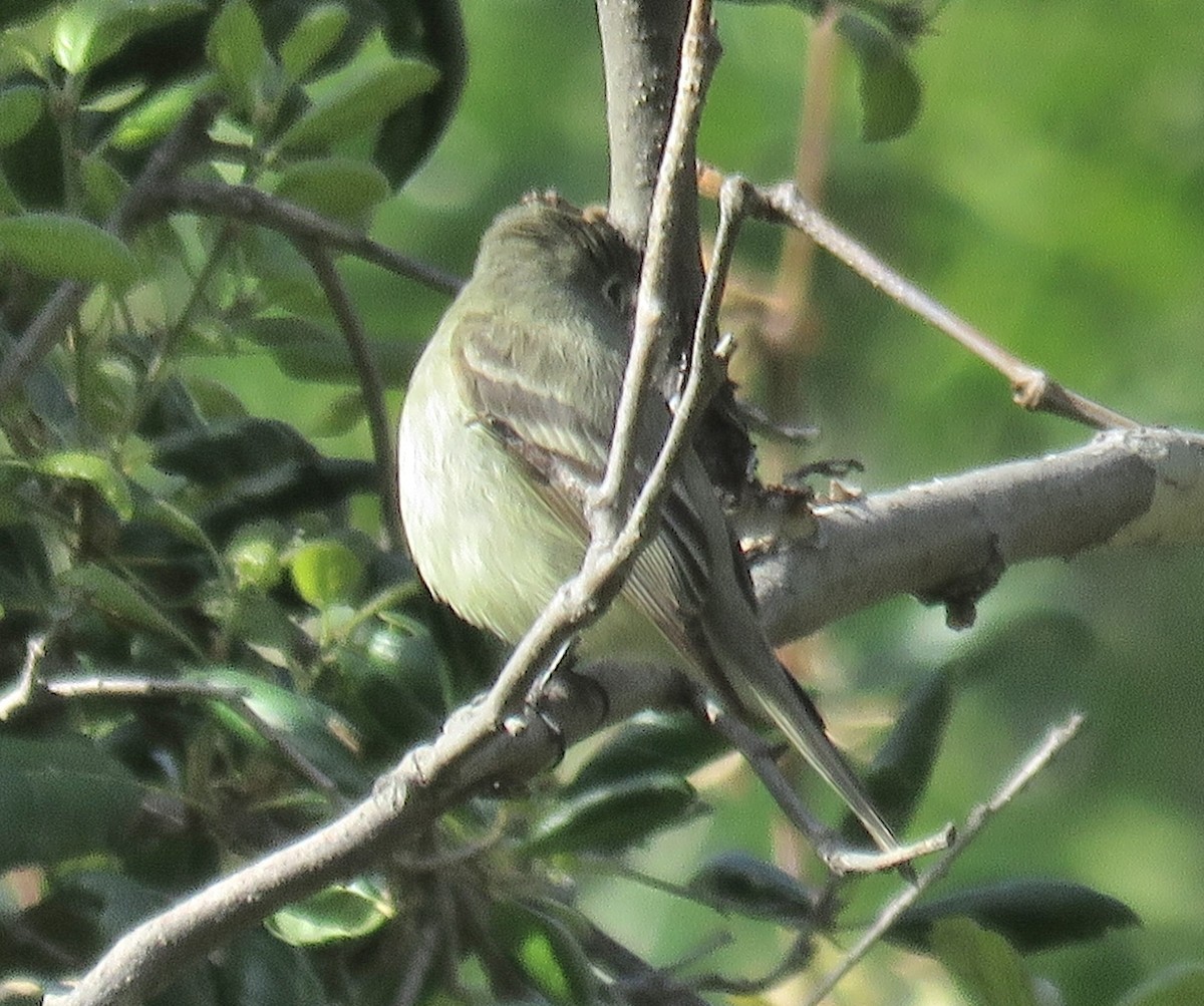 Hammond's Flycatcher - ML151058081