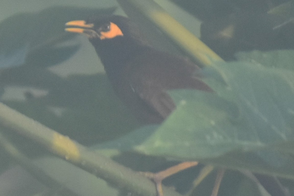 Common Myna - ML151058181