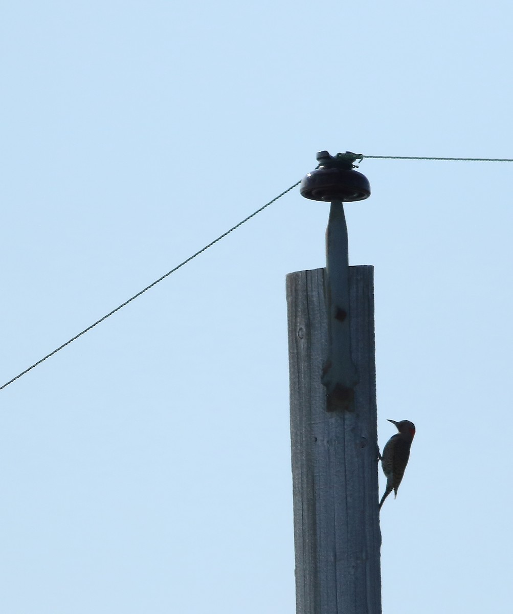 Northern Flicker - ML151058351