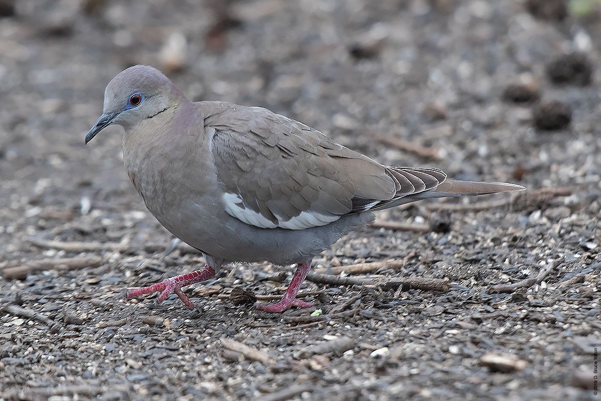 White-winged Dove - D. Bruce Yolton