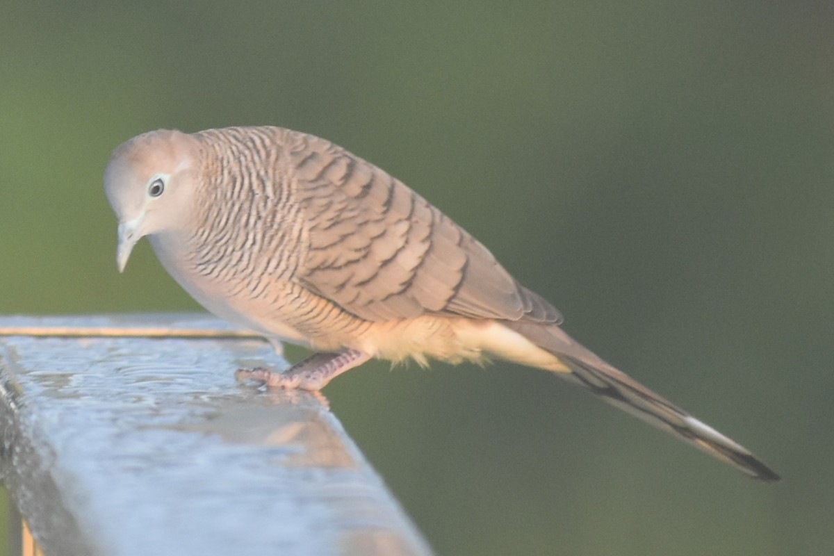 Zebra Dove - ML151058511