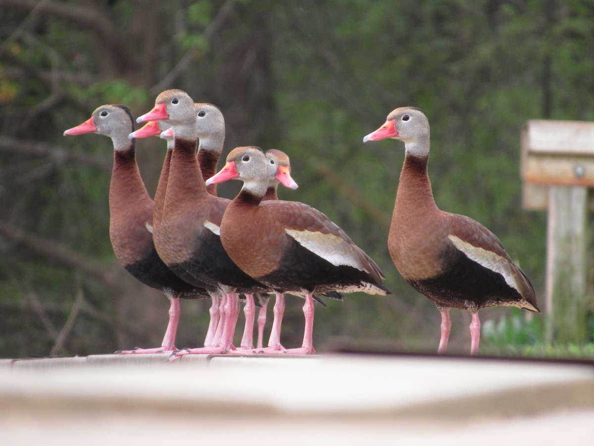 Black-bellied Whistling-Duck - ML151058521