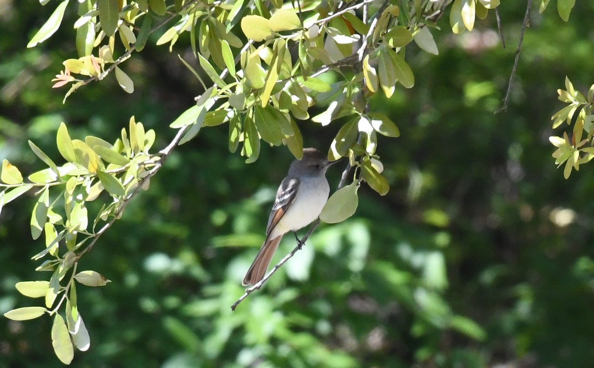 Ash-throated Flycatcher - Lance Felber