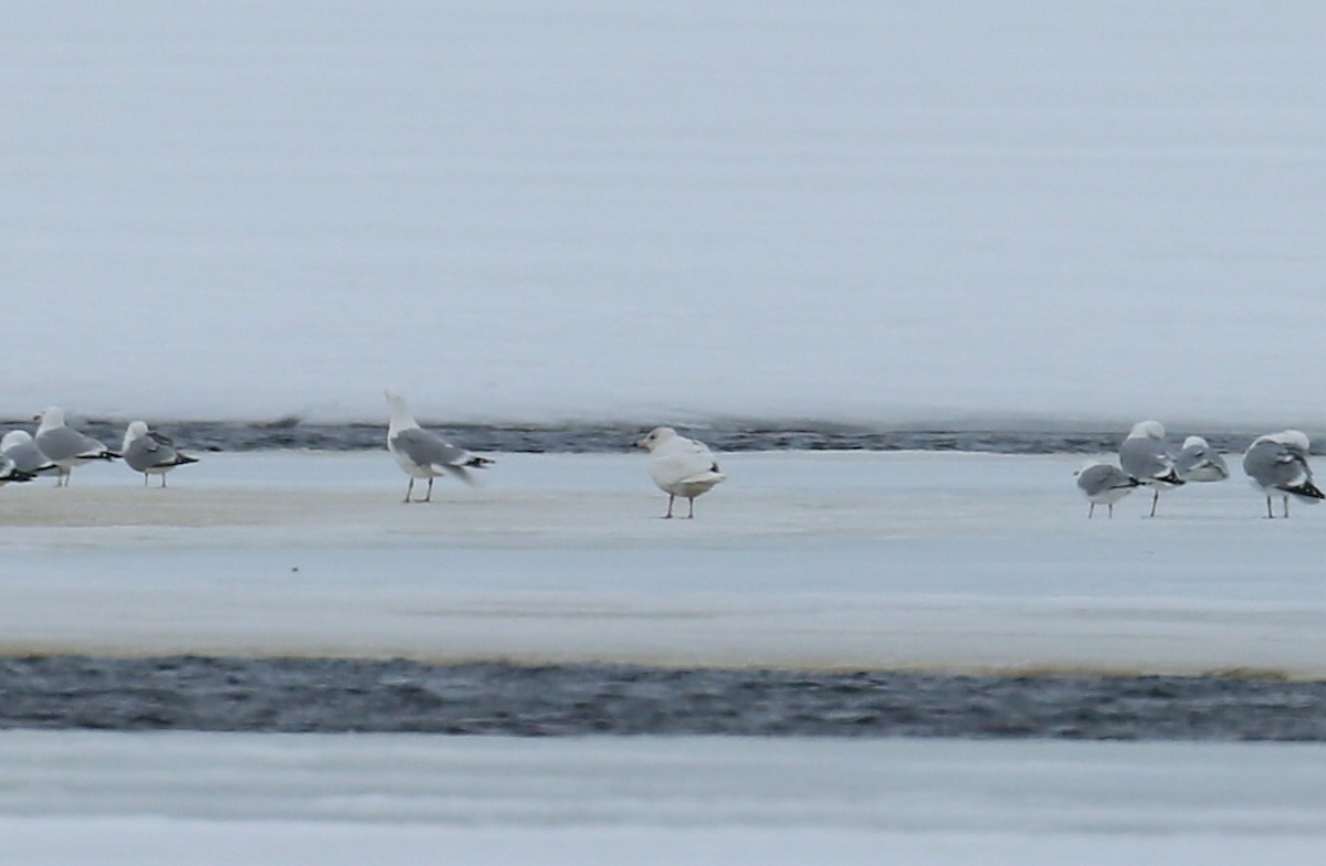 Glaucous Gull - ML151060681