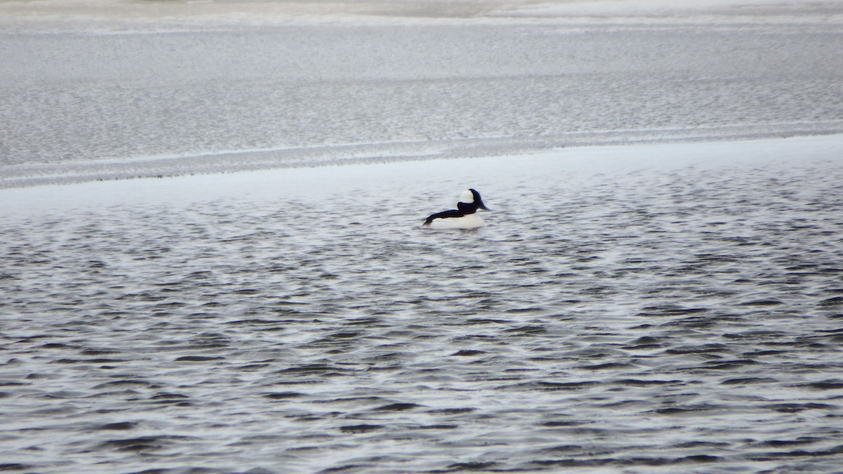 Bufflehead - ML151061081