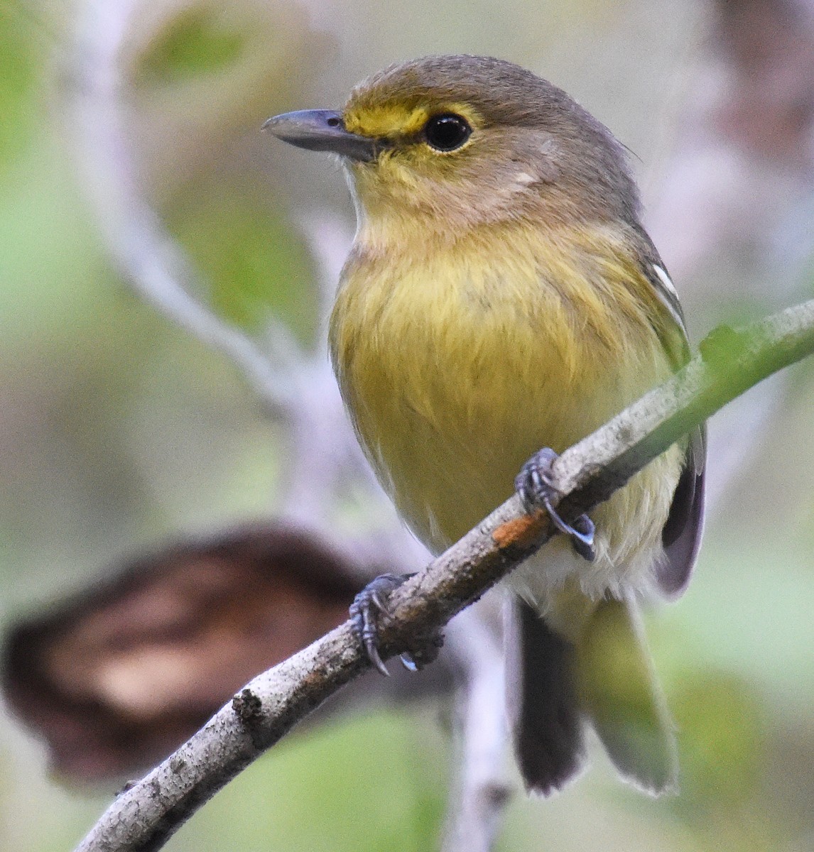 Thick-billed Vireo - Steven Mlodinow