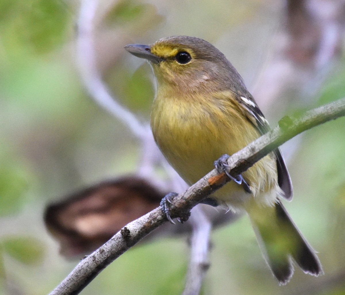 Vireo Piquigrueso - ML151061851