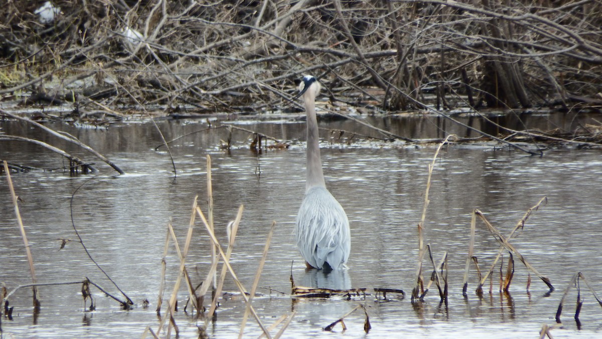 Great Blue Heron - ML151063511
