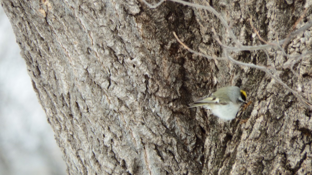 Golden-crowned Kinglet - ML151063551