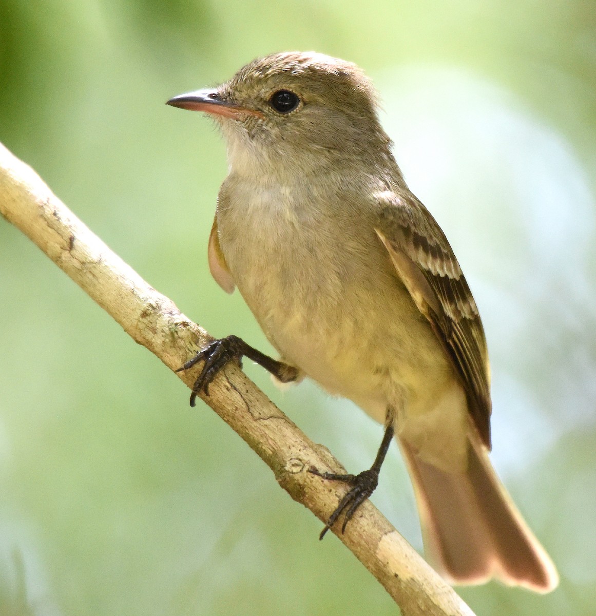 Fiofío Caribeño - ML151063721