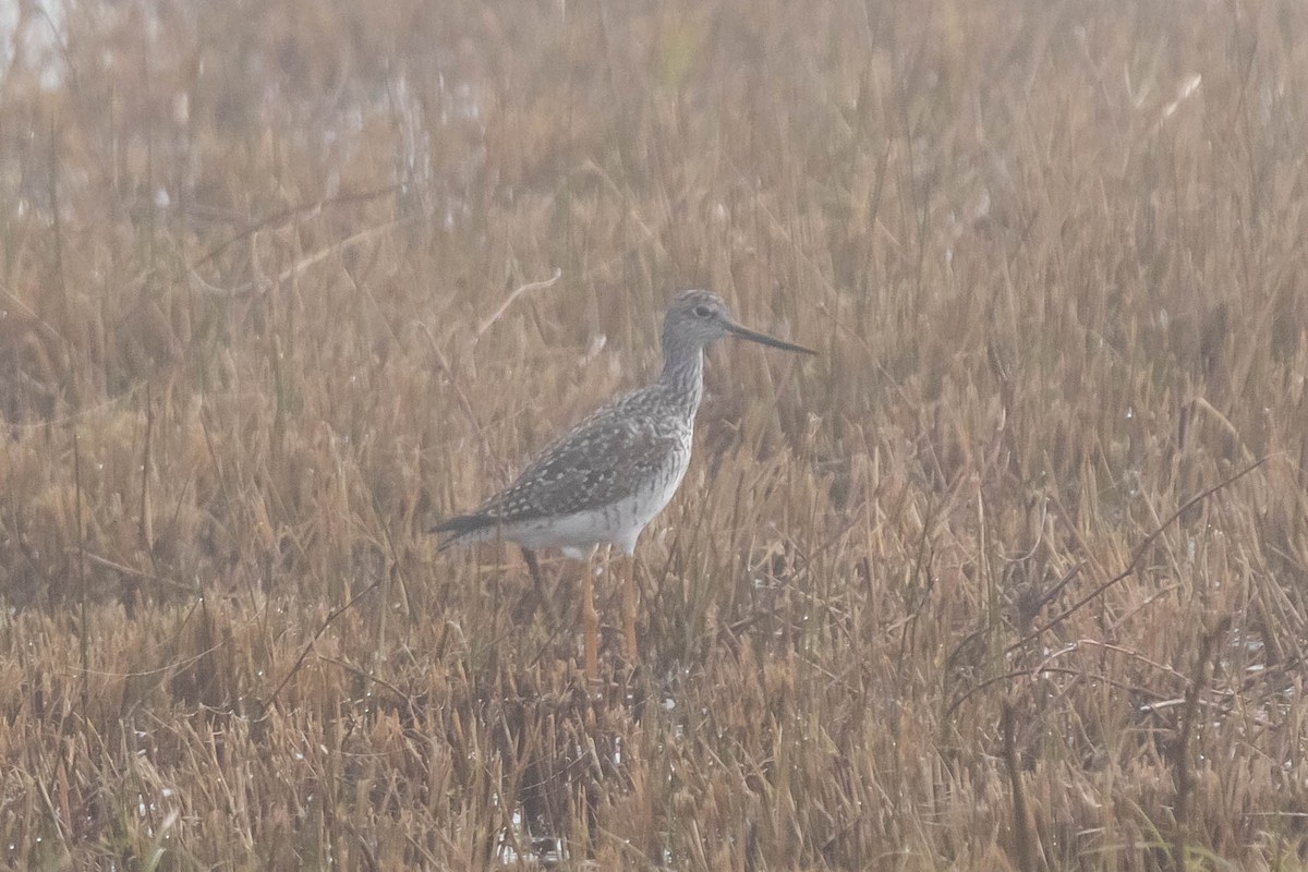 Greater Yellowlegs - ML151064151