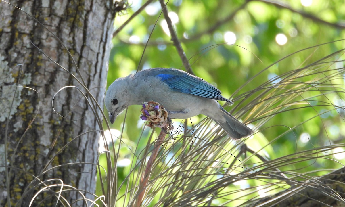 Blue-gray Tanager - ML151064161