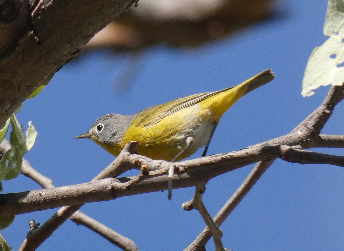 Nashville Warbler - ML151064811