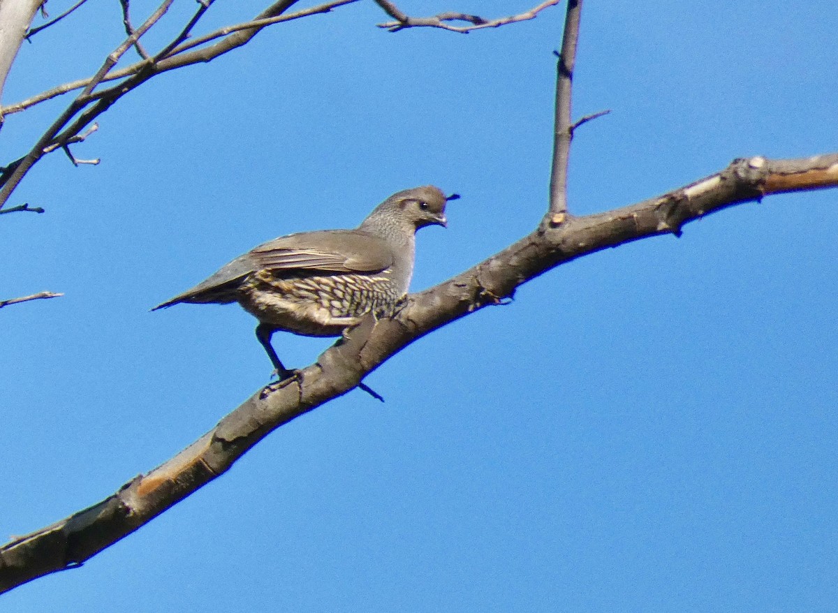 California Quail - ML151065061