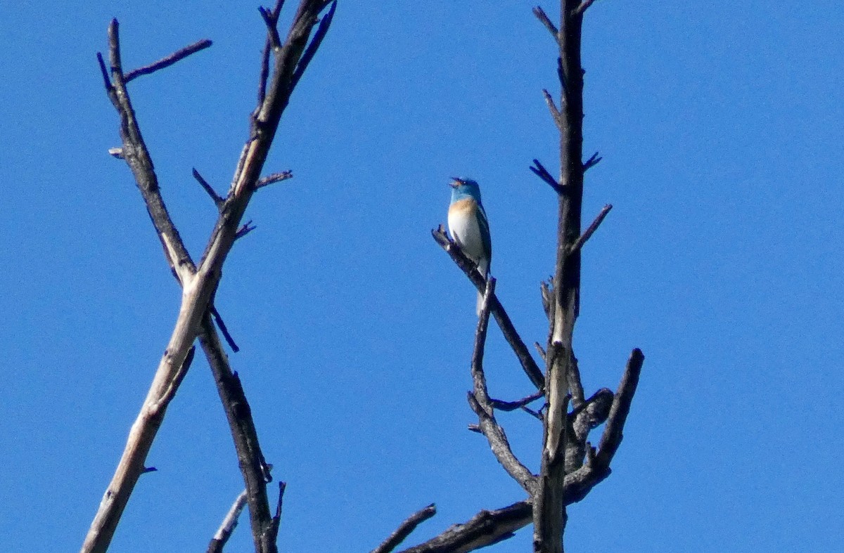 Lazuli Bunting - ML151066291