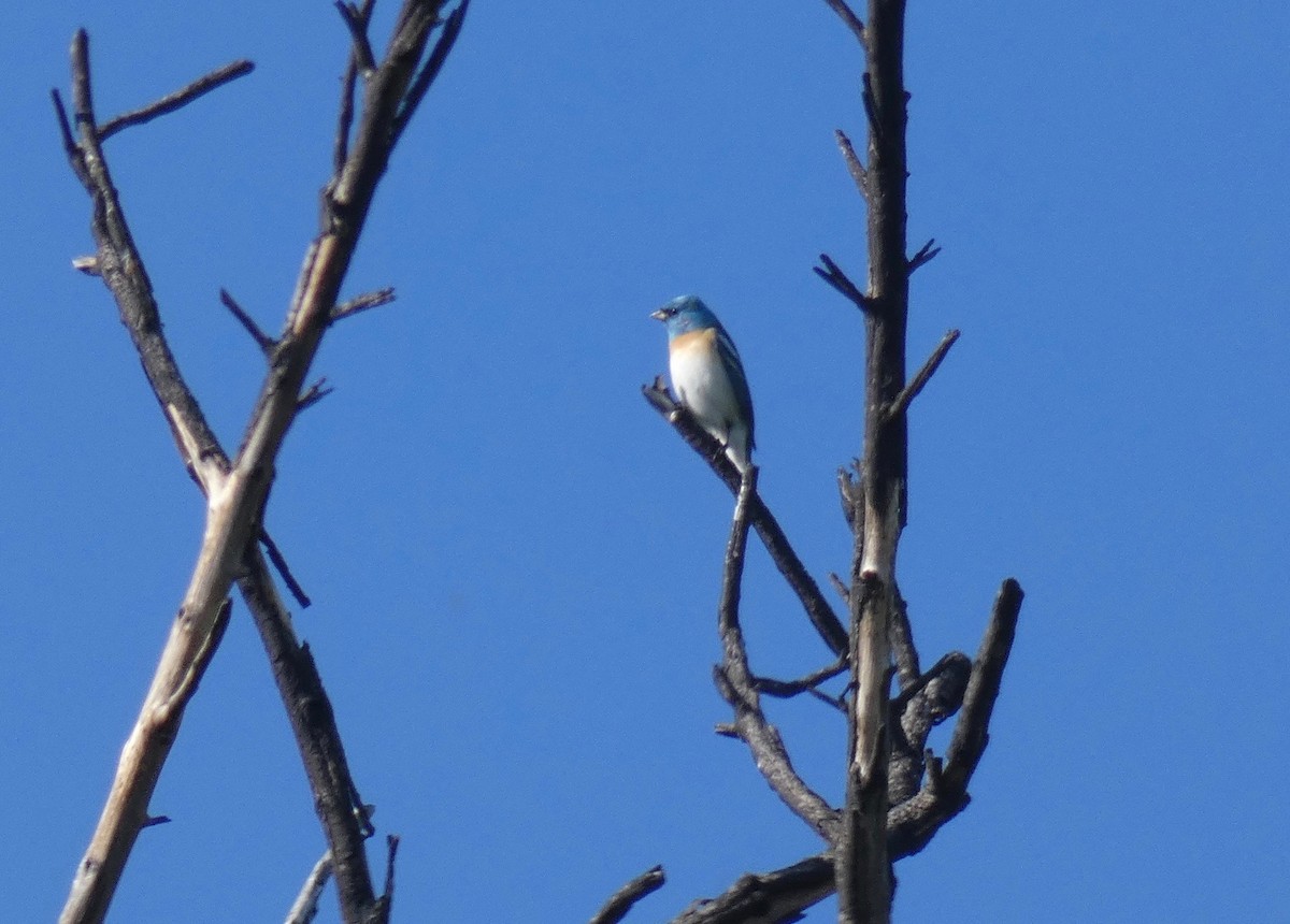 Lazuli Bunting - ML151066351