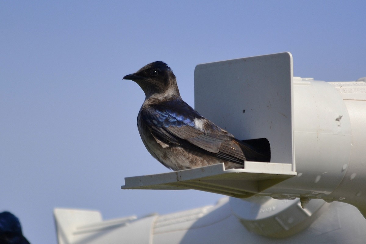 Purple Martin - Tom Buehl Jr.