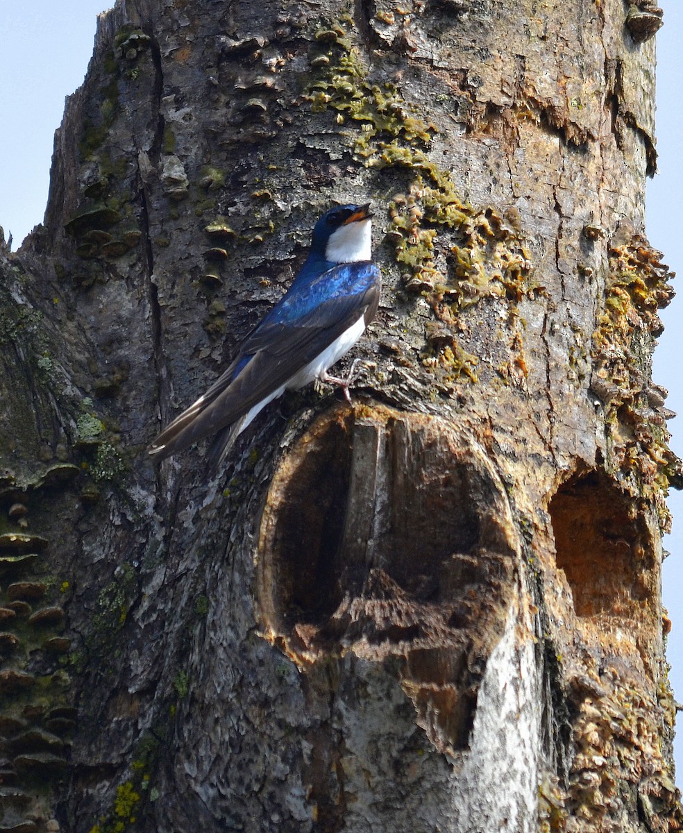 Tree Swallow - ML151068271